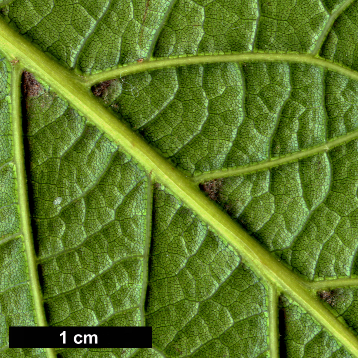 High resolution image: Family: Fagaceae - Genus: Quercus - Taxon: rysophylla × Q.sartorii High resolution image: Family: Fagaceae - Genus: Quercus - Taxon: rysophylla × Q.sartorii